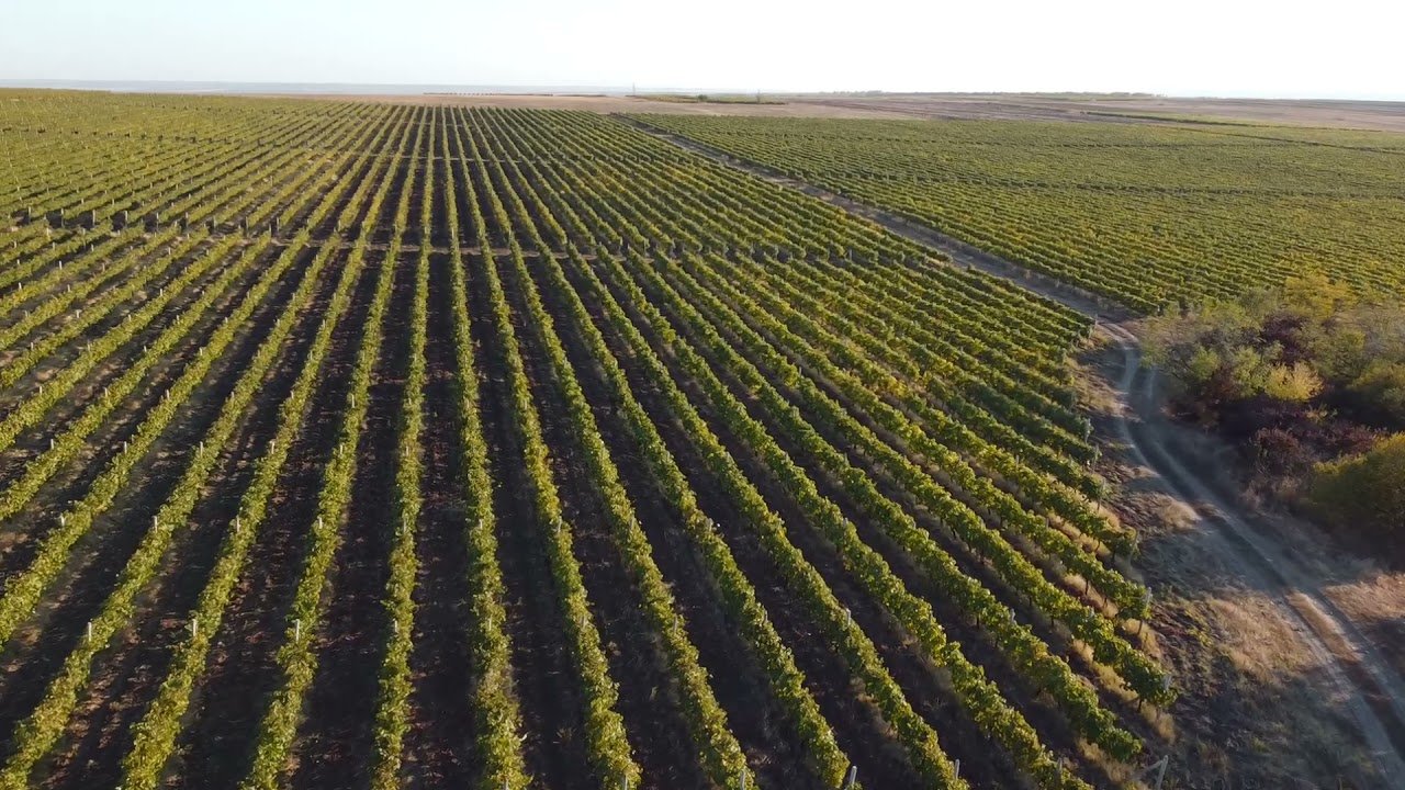 Rota dos Vinhos da Borgonha: Guia Completo para uma Experiência Inesquecível