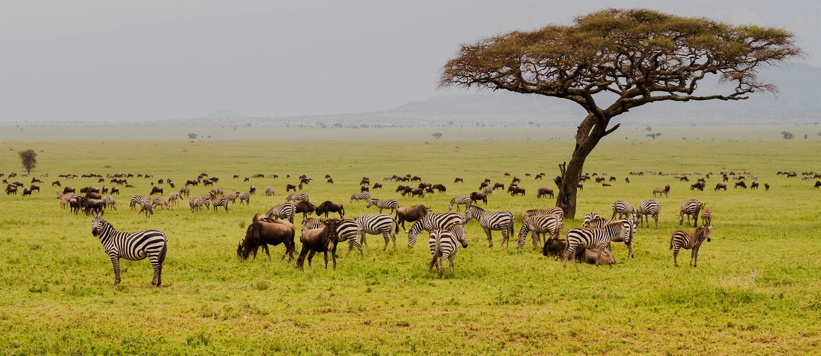 Serengeti – Tanzânia: Tudo sobre o Parque Nacional Mais Famoso da África