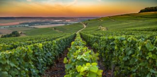 Explorar a região de Champagne e degustar as melhores borbulhas do mundo