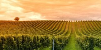 Explore a Rota dos Vinhos da Alsácia, cercado por vinhedos e vilarejos medievais