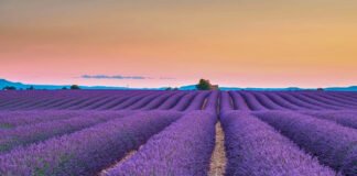 Admirar os campos de lavanda e girassóis da Provence durante o verão