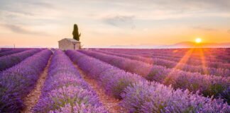 Provence: Campos de lavanda e charme rústico